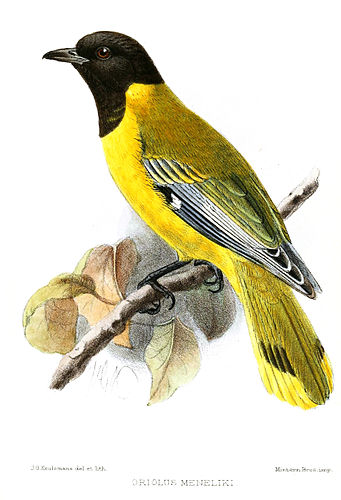 Ethiopian oriole